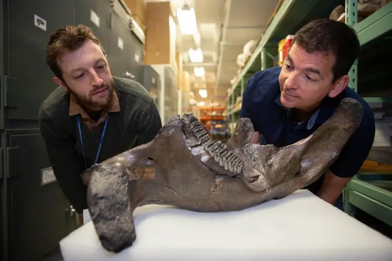 Une nouvelle étude réfute la chronologie actuelle de l’extinction des mammouths