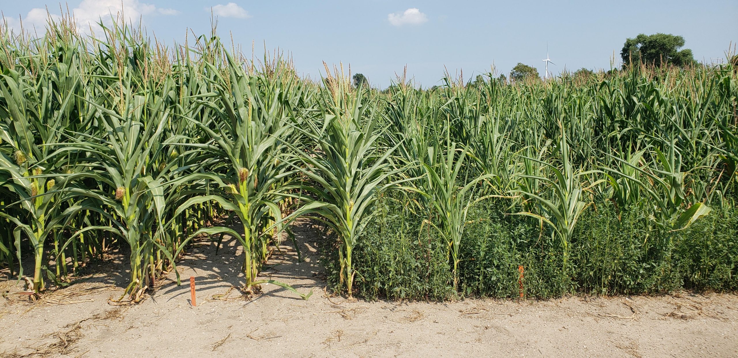 Comment l’agriculture moderne a transformé une plante sauvage en mauvaise herbe problématique