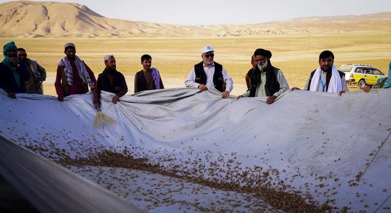 Une invasion acridienne en Afghanistan menace la récolte de blé