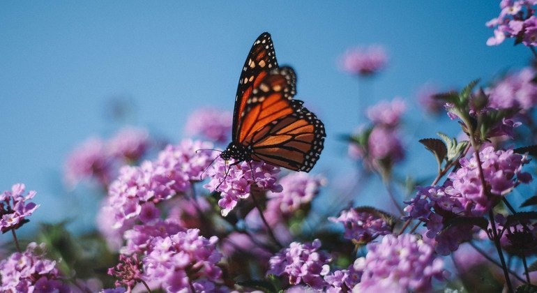 Journée de la biodiversité : Protéger le « système de support de la vie » de l&rsquo;humanité