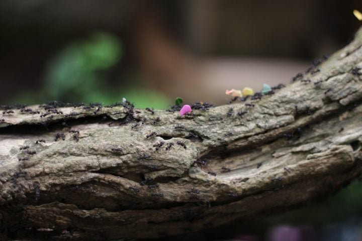 Les connaissances des fourmis pourraient-elles aider les gens à construire de meilleurs réseaux de transport ?