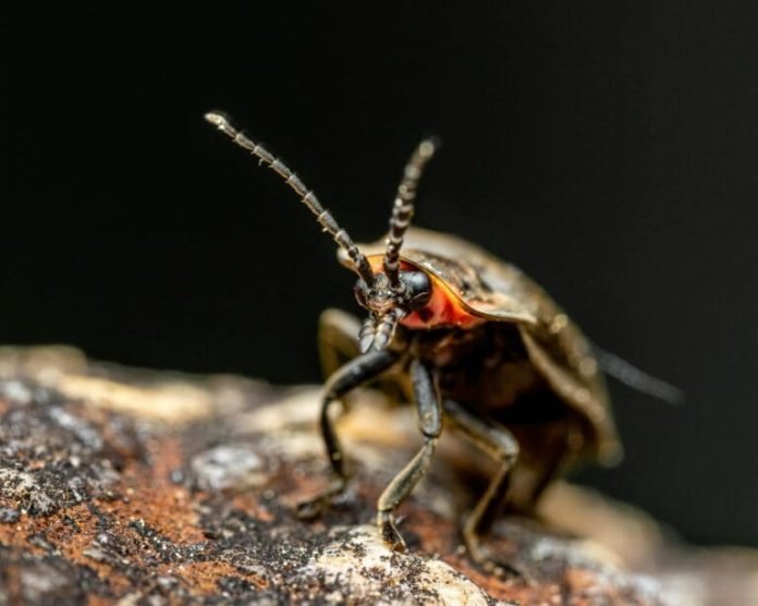 10 faits intéressants sur les lucioles