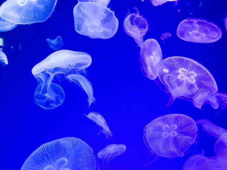 Les méduses violettes dangereuses sont apparues en Grèce