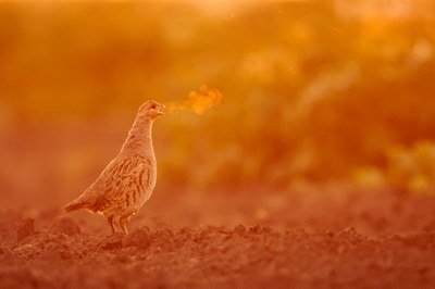 Votez maintenant pour choisir le gagnant du concours photo EEA Environment&Me de cette année, Public Choice Award | Communiqués de presse