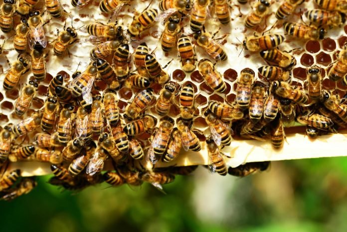 Les « coups de palais » et les abeilles – The European Times News