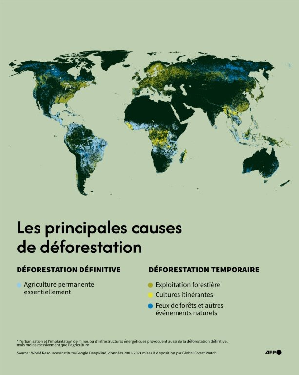 Les principales causes de déforestation (AFP - Jean-Philippe CHOGNOT, Sabrina BLANCHARD)