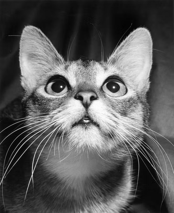 Portrait réalisé dans le New Jersey, en 1960.