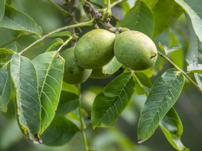 Aux origines asiatiques du noyer domestique Aux origines asiatiques du noyer domestique