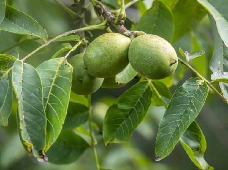 Aux origines asiatiques du noyer domestique