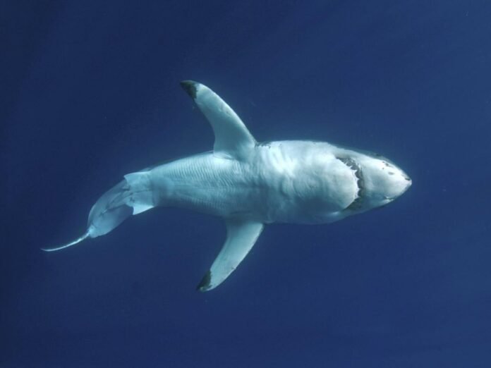 Un grand requin blanc, Carcharodon carcharias.