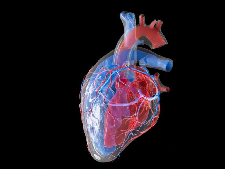 Cancer : pourquoi les tumeurs du coeur sont-elles si rares ?