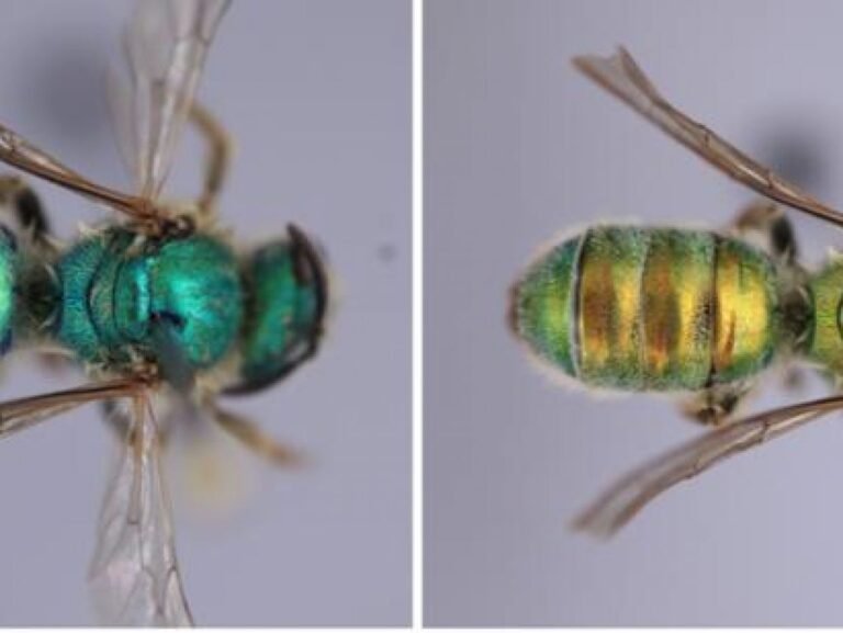 Cette abeille change de couleur selon l'humidité du milieu