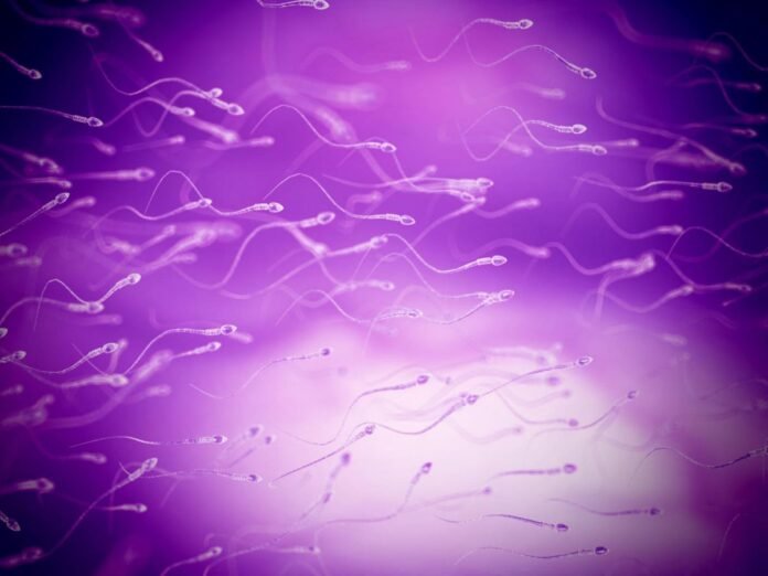 Contraception masculine : une nouvelle molécule bloque la production de spermatozoïdes