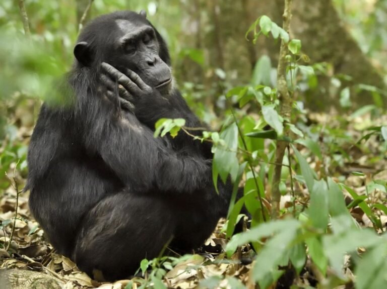 LIVRE. "Infiniment proches" : portraits de chimpanzés