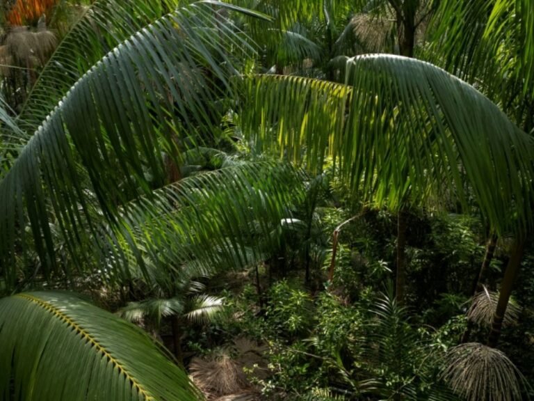 La destruction des forêts tropicales ralentit mais reste inquiétante