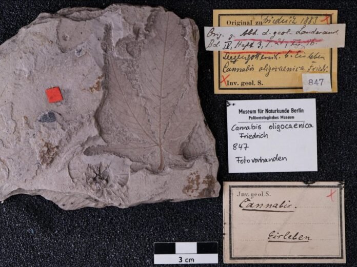 La plus ancienne feuille de cannabis ? Un musée fait une étonnante découverte