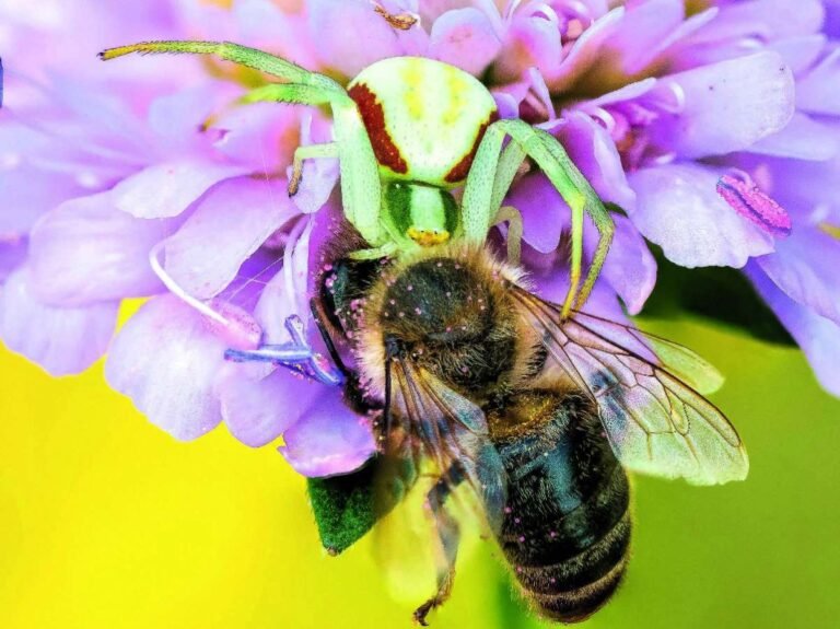 Le jardin, un monde sauvage en réduction