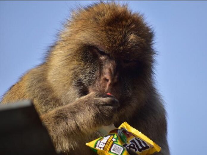 Un macaque termine un paquet de M&M