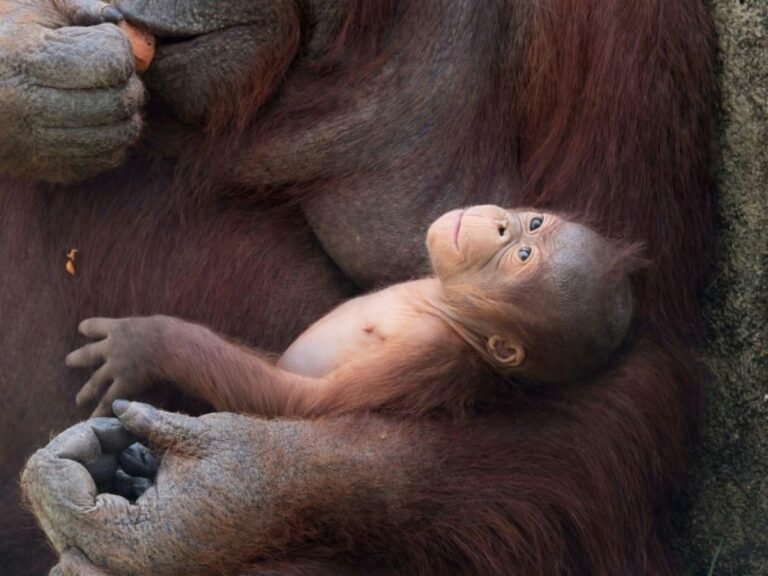 Naissance au zoo de Madrid d'un orang-outan de Bornéo