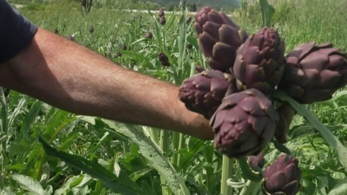 Saveurs : à la découverte de l'artichaut poivrade, qui fait battre le cœur de la Provence