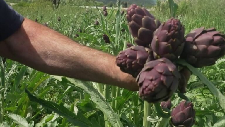 Saveurs : à la découverte de l'artichaut poivrade, qui fait battre le cœur de la Provence