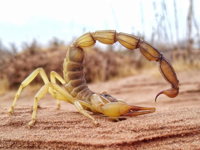 Scorpion africain