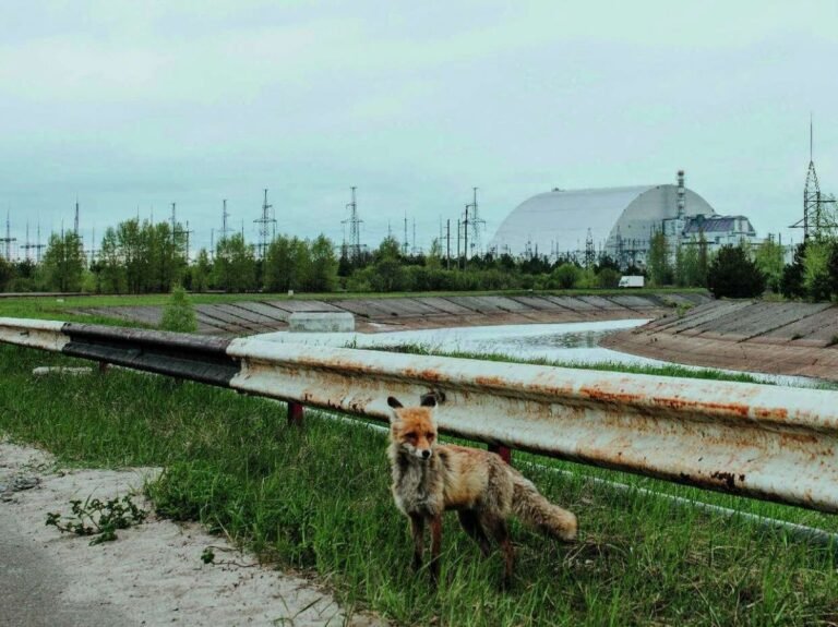 Tchernobyl, laboratoire naturel de l'évolution irradiée
