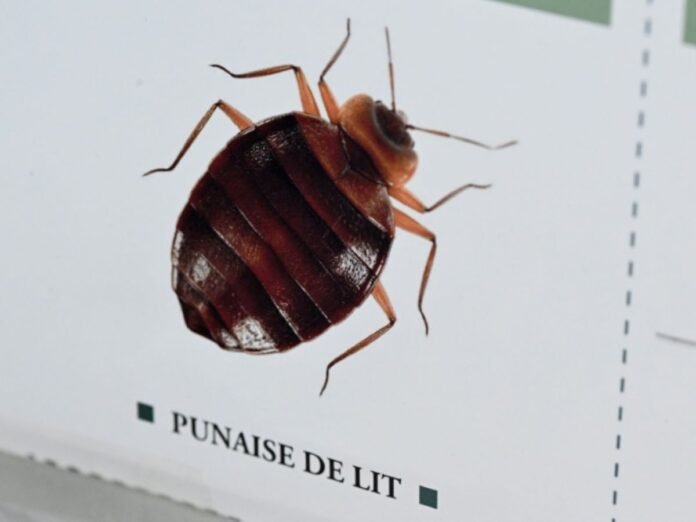 Un insecticide contre les infestations de punaises de lit