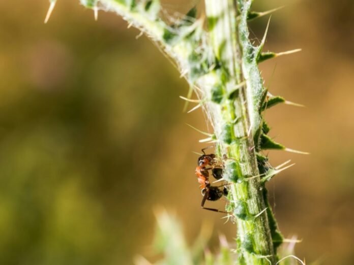 Une fourmi électrique