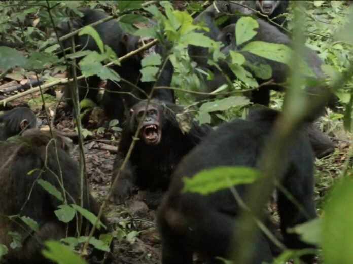 Une rare "guerre civile" observée chez des chimpanzés sauvages Une rare "guerre civile" observée chez des chimpanzés sauvages