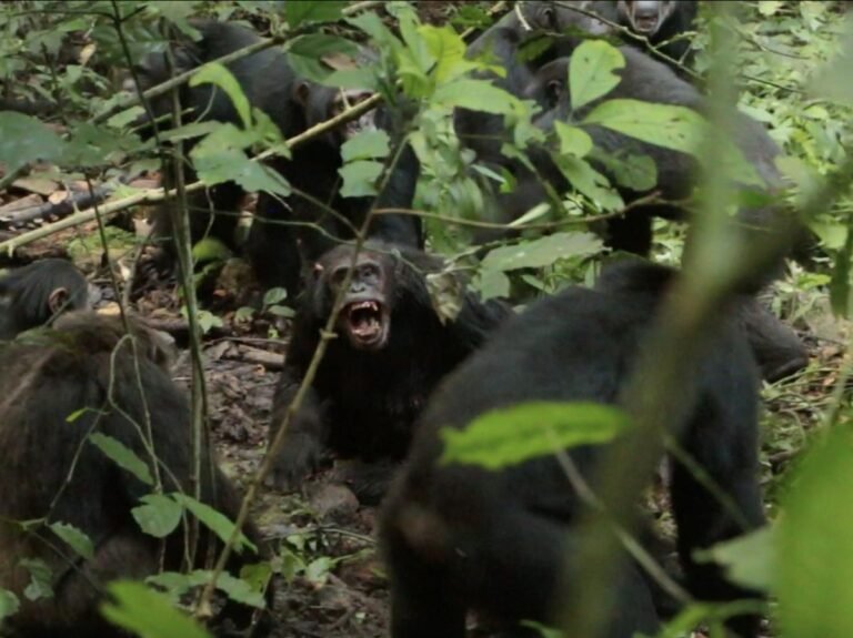 Une rare "guerre civile" observée chez des chimpanzés sauvages