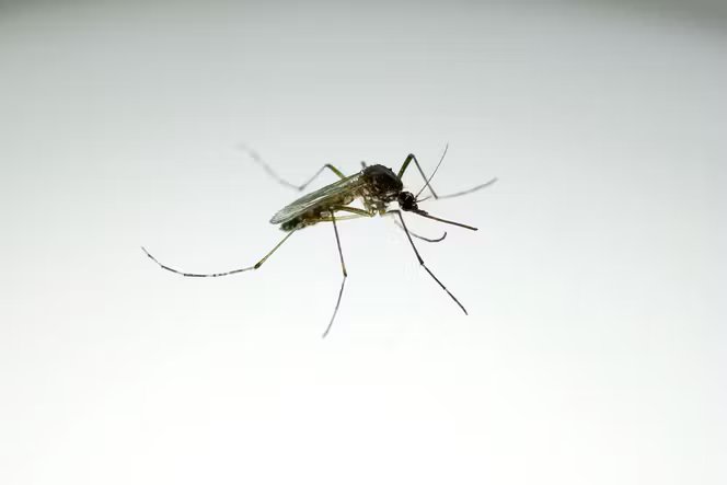 Un moustique, Aedes aegypti, à Curitiba (Brézil) le 1ᵉʳ septembre 2025.