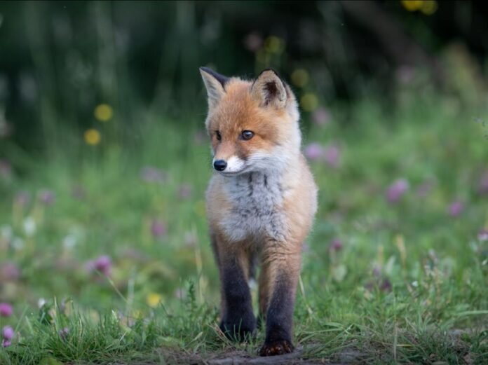 Renard