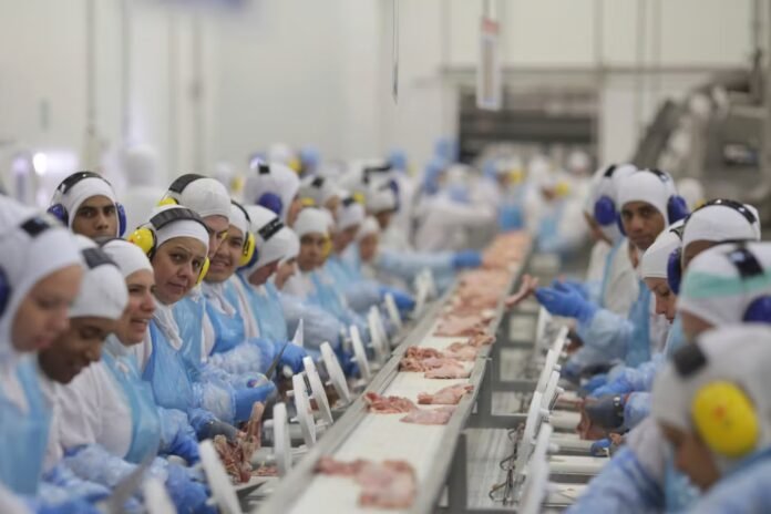 A Chapeco, la « capitale des abattoirs » brésilienne, des ouvriers sous pression : « Les entreprises voudraient qu’on soit des robots »