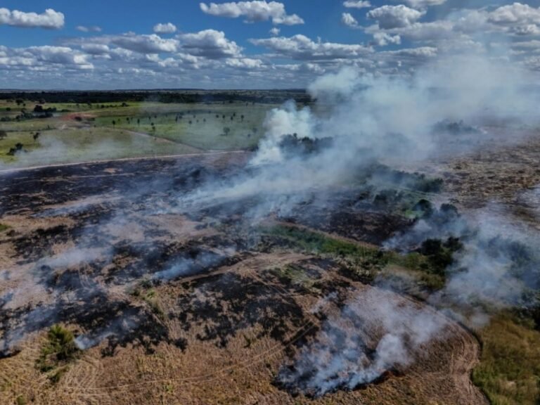 Brésil : la déforestation sous un seuil historique en 2025