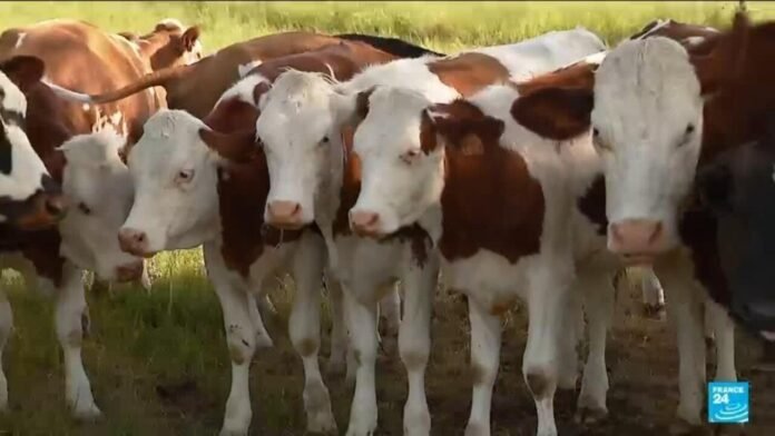 Canicule : l'agriculture victime des fortes températures
