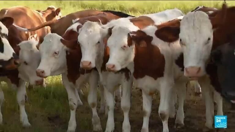 Canicule : l'agriculture victime des fortes températures