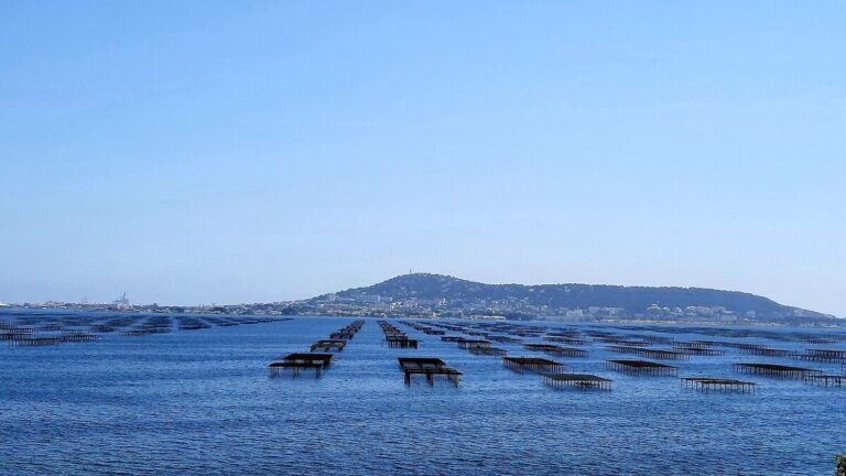 Canicule : la température augmente aussi en mer, et inquiète les ostréiculteurs de l'étang de Thau
