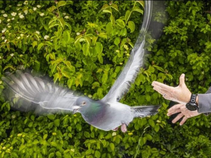 Comment les pigeons s'orientent-ils ? Des chercheurs font une étonnante découverte