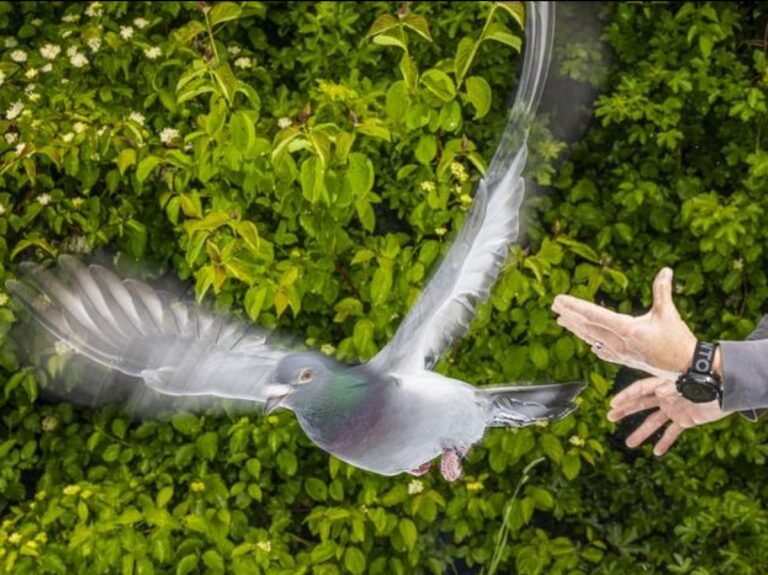 Comment les pigeons s'orientent-ils ? Des chercheurs font une étonnante découverte