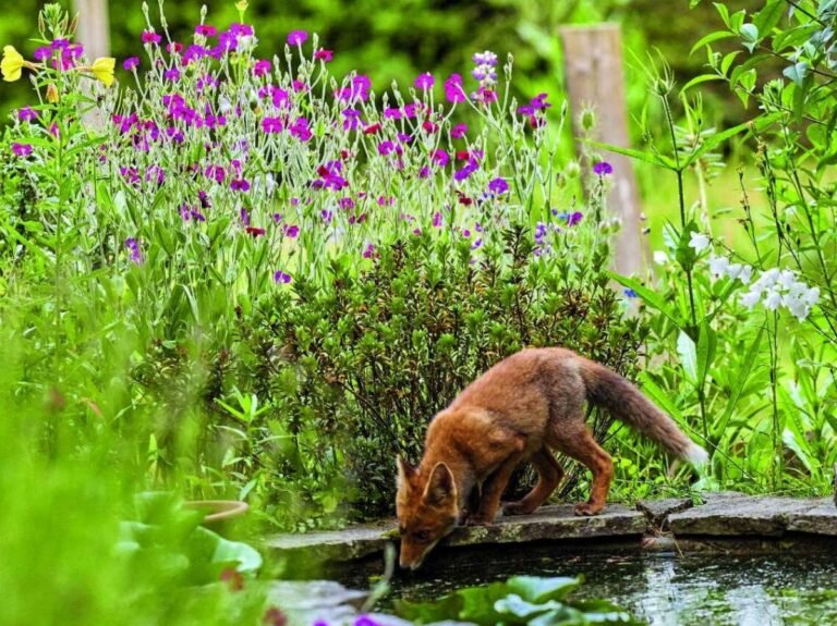 Dans le jardin, ces animaux pas franchement domestiques mais plus vraiment sauvages