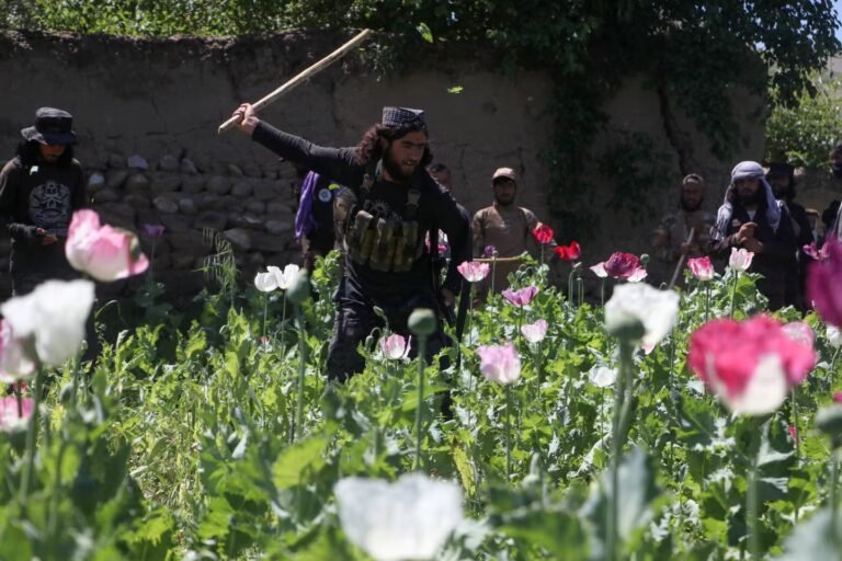 « En Afghanistan comme ailleurs, les histoires de drogue sont aussi des histoires de pouvoir et de société »