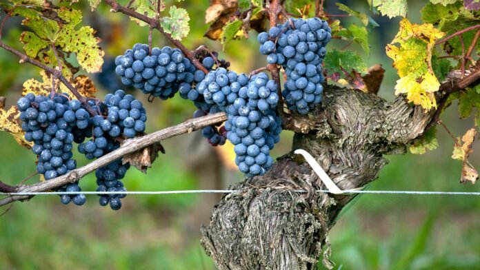 Ils se lancent dans le kiwi, les fruits rouges, les oeufs ou le maraîchage: les viticulteurs bordelais forcés de se réinventer et surtout de se diversifier