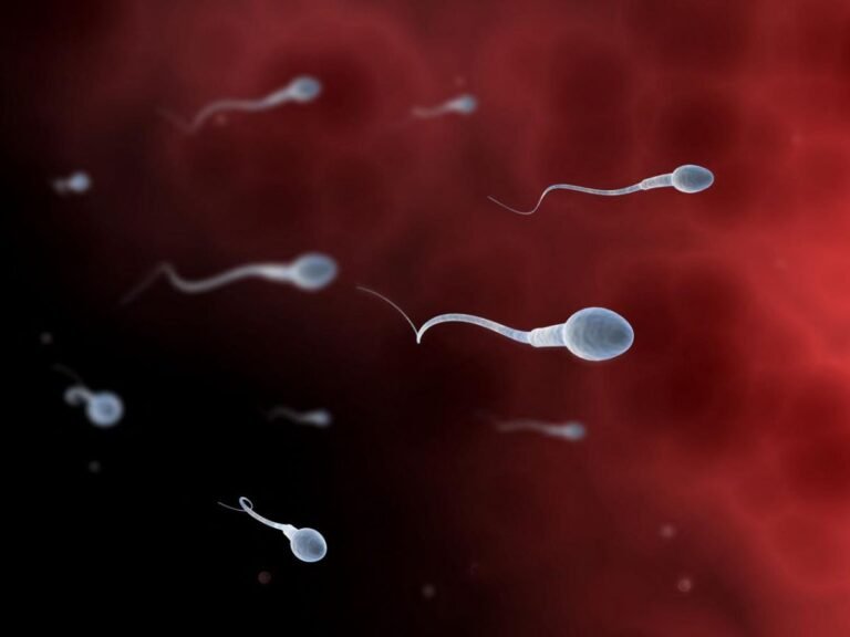Le rôle caché des spermatozoïdes dans le développement de l’embryon
