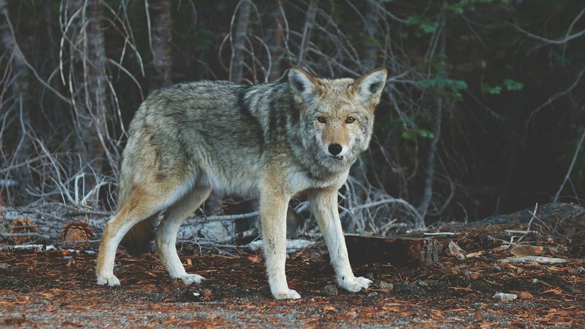 Les loups de Tchernobyl ont-ils muté pour survivre aux cancers?