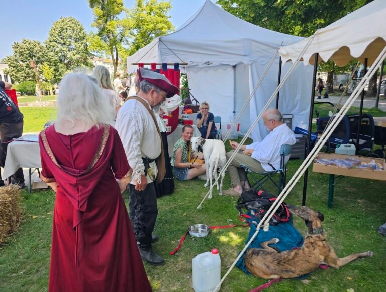 Longtemps symbole de noblesse, le lévrier est devenu un chien à sauver