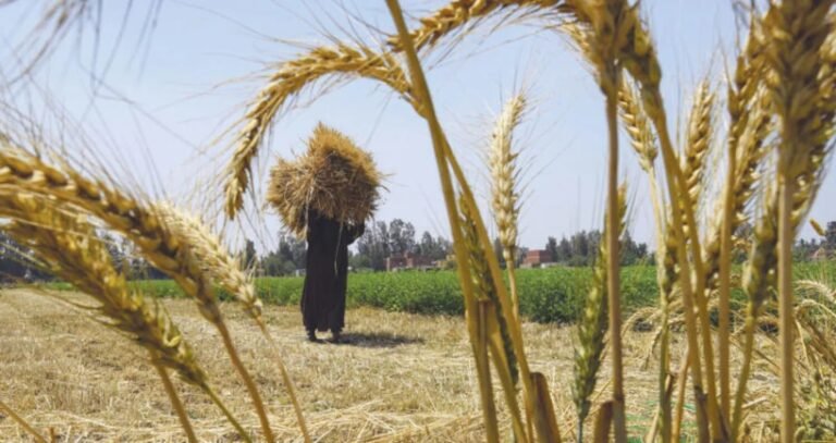 من أكبر مستورد في العالم إلى الاكتفاء الذاتي.. خطة مصرية لـ "توطين" قمح الخبز بحلول 2028