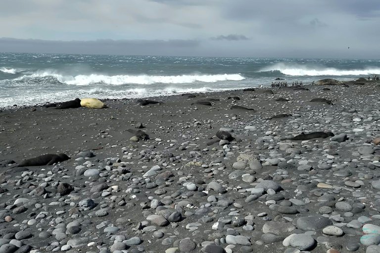 Cette photo non datée diffusée par la division antarctique australienne le 18 juin 2026 montre le site d'une mortalité massive d'éléphants de mer du Sud sur l'île Heard (AUSTRALIAN ANTARCTIC DIVISION/AFP - Julie MCINNES)