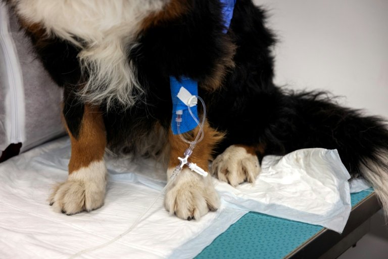 La chienne Nuska, souffrant d'une métastase à un poumon, attent la fin de sa perfusion, un cathéter relié à l'une de ses pattes à l'hôpital vétérinaire de Maisons-Alfert, le 11 juin 2026 dans le Val-de-Marne (AFP - Behrouz MEHRI, Behrouz MEHRI)