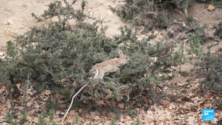 Australie : le fléau des lapins, espèce devenue invasive